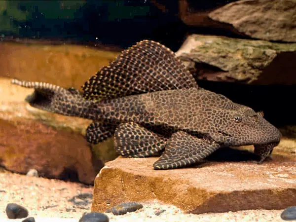 /media/1szjnexa/gibbiceps-sugemalle-billede.png?v=1da1bfb292542e0