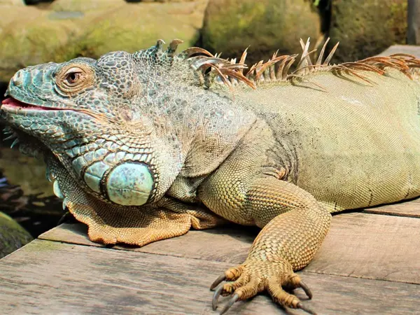 /media/2hpeenwy/groen-leguan-2.jpg?v=1da1c0206a4d8f0