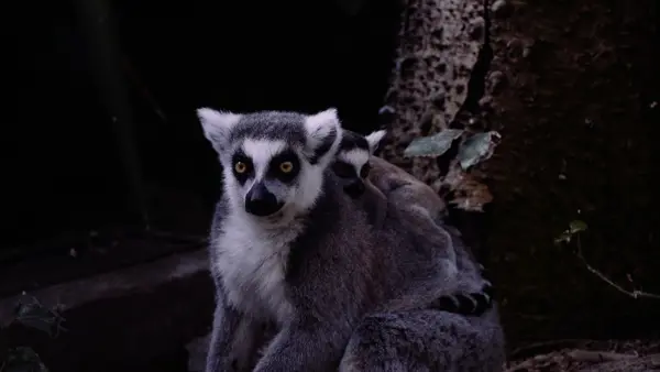/media/hoddy1bn/junglezoo_lemur.jpg?v=1da17c8d4169a00