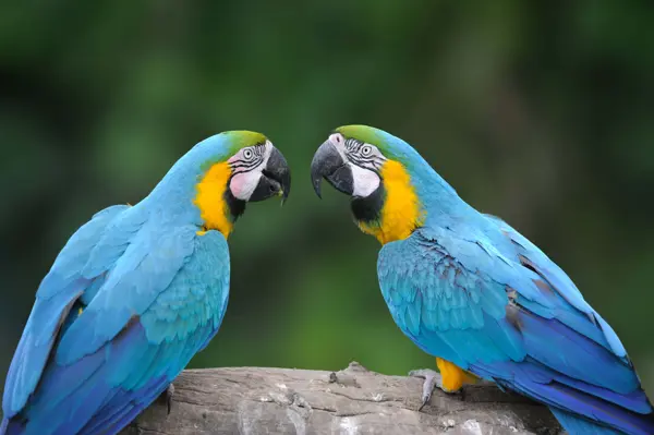 /media/nrkjaubb/wild-parrot-bird-blue-parrot-great-green-macaw-prea2x4.jpg?v=1d9603ee9c43890