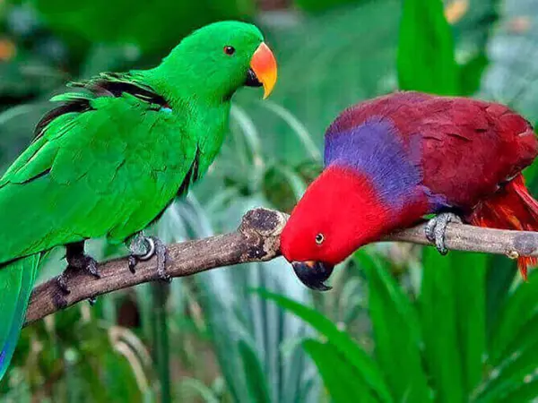 /media/nsemgwgo/nyguinea-adelpapegoje-2.jpg?v=1da1bf85434b270