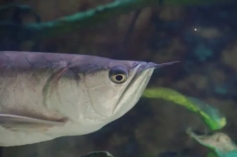Arowana 2.jpg