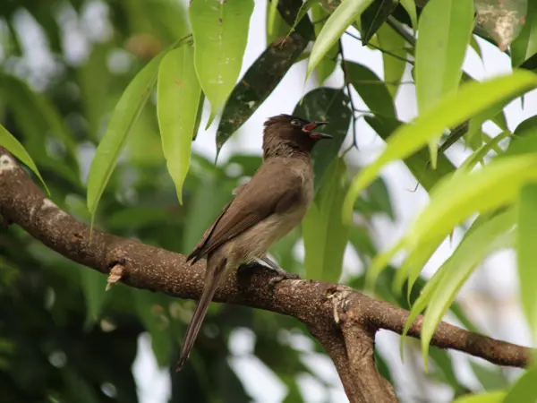 /media/sjbn3gsy/berberbulbul.png?v=1da1bf5ec90c8e0