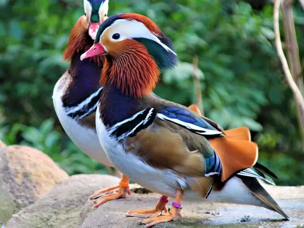 /media/wyvj2t03/mandarin-and-billede.jpg?v=1da1bf832b541f0